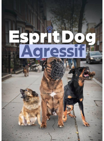 Chien agressif, que faire ? La formation 100 % en ligne