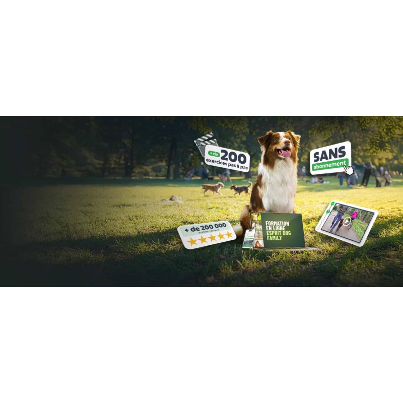 Comment éduquer un chien ? Découvrez notre formation en ligne !