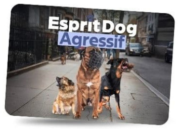 Esprit Dog Chien Agressif
