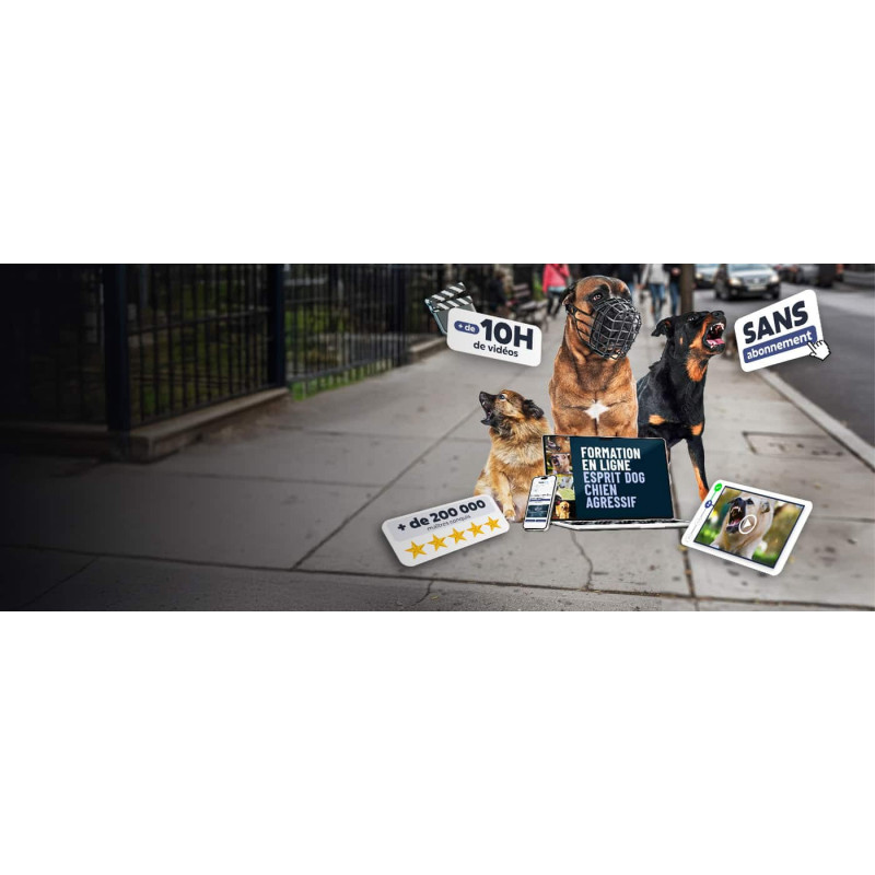 Chien agressif, que faire ? La formation 100 % en ligne