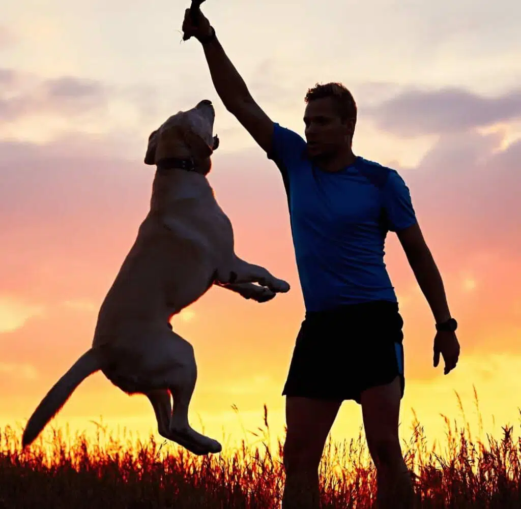 Un homme joue avec son chien Golden Retriever devant le soleil couchant