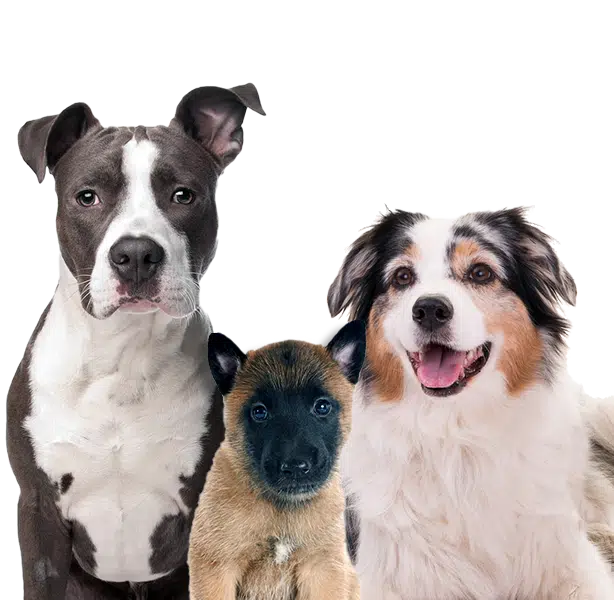 Un chien American Staffordshire, un chiot Malinois et un Berger Australien