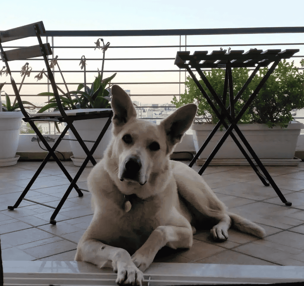 Un chien de berger couché sur une terrasse