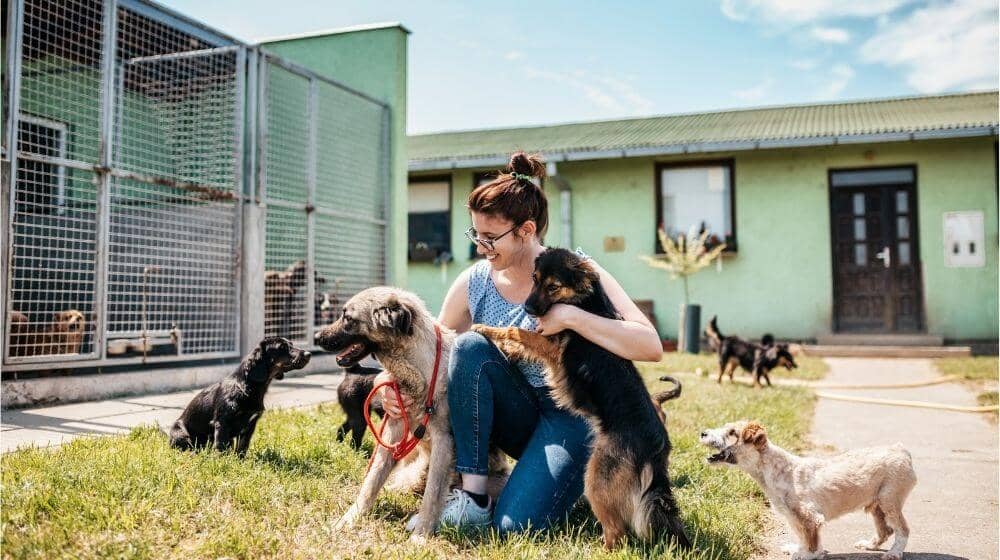 Une bénévole s'occupe de chiens dans un refuge associatif