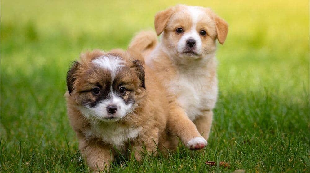 Deux chiots de 2 mois courent dans l'herbe