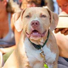 Un chiot Bully pendant la tournée Esprit Dog Solidarité
