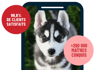 Formation en ligne Esprit Dog Chiot sur smartphone avec un chiot de race Husky