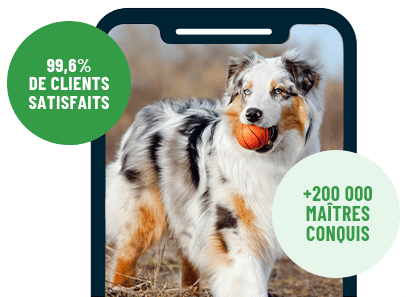 Formation en ligne Esprit Dog Family sur smartphone avec un chien de race Berger Australien dans un parc avec une balle