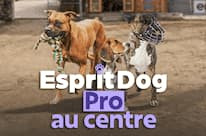 Esprit Dog Pro en centre