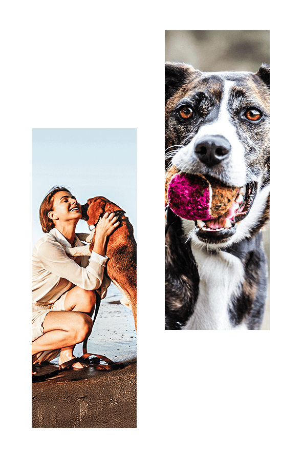 Vous voulez consolider l’éducation de votre chien, ou de votre chiot ?