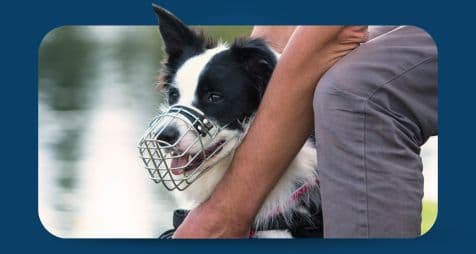 Reconnaître le comportement de son chien