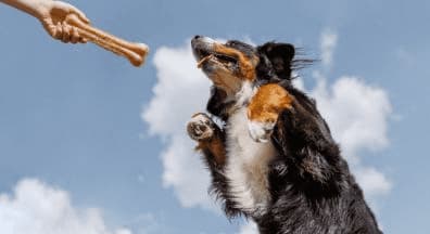 Tous les chiens sont les bienvenus !