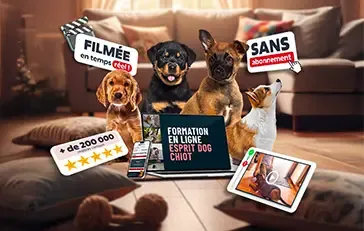 Esprit Dog Chiot