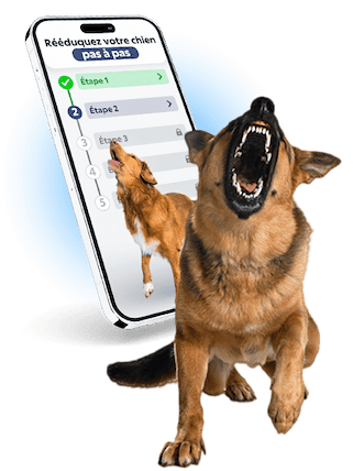 Comment gérer un chien agressif ?