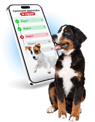 La formation canine pour tous les chiots par Esprit Dog
