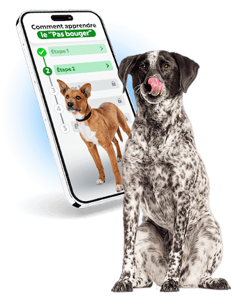 La méthode d’éducation canine vue par Esprit Dog