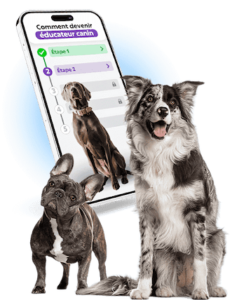 Devenez éducateur canin professionnel avec Esprit Dog Pro