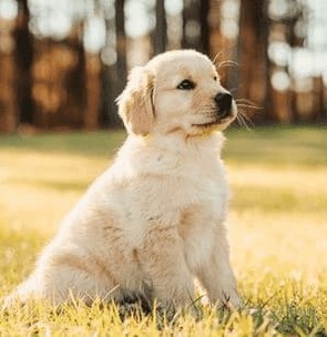 <br> Pas d’abonnement ! <br> Achetez « Esprit Dog Chiot »
