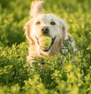 Pas d’abonnement !<br> Achetez Esprit dog Family