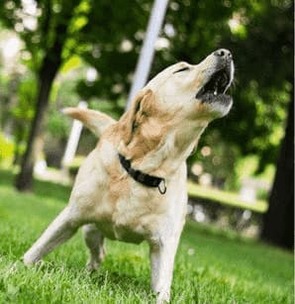 Pas d’abonnement ! <br>Achetez Esprit Dog Chien Agressif 