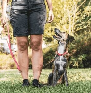 Achetez Esprit Dog Pro