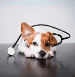 Pas d’abonnement ! </br> J'achète Esprit Dog 1er Secours