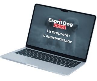 <p>Acc&egrave;s &agrave; vie aux 4 chapitres, des heures de vid&eacute;o, des exercices faciles, tout pour &eacute;duquer et comprendre son chiot.</p>