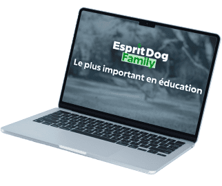 <p>Acc&egrave;s aux 6 chapitres complets : des heures de vid&eacute;os avec plus de 200 exercices en ligne et l'acc&egrave;s aux mises &agrave; jour !</p>
