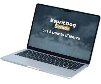 <p>Acc&egrave;s imm&eacute;diat et &agrave; vie &agrave; plus de 7h de formation avec tous les conseils et exercices pour les chiens s&eacute;niors !</p>