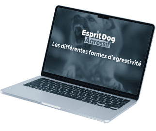 <p><strong>Acc&egrave;s imm&eacute;diat et &agrave; vie</strong> aux 5 chapitres de la formation</p>
<p>avec plus de 10 heures de vid&eacute;os !</p>
<p>C'est LA formation pour retrouver une vie normale, pour comprendre l&rsquo;agressivit&eacute; de votre chien ou ne jamais avoir de soucis !</p>