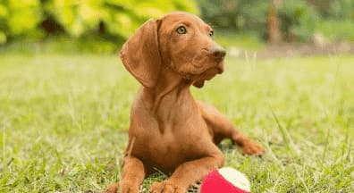 Esprit Dog Chiot : les objectifs