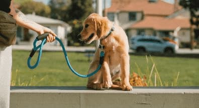 La seule méthode pour chiot, filmée en temps réel !