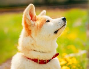 Un chien de race Akita Inu assis dans un jardin au soleil