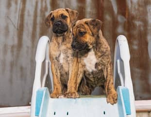 Deux chiots de race Alano Espagnol en haut d'un toboggan