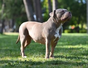 Un chien de race American Bully debout dans un parc