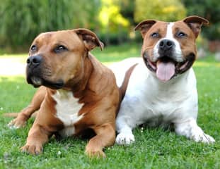 Deux chiens de race American Staff couchés dans l'herbe dans un jardin