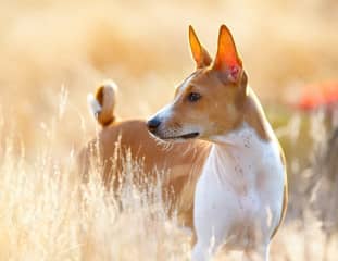 Un chien de race Basenji debout dans un champ