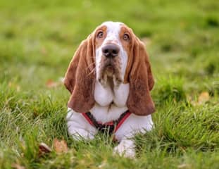Un chien de race Basset Hound couché dans l'herbe
