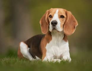 Un chien de race Beagle couché dans l'herbe