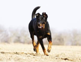 Un chien de race Beauceron qui court sur la plage
