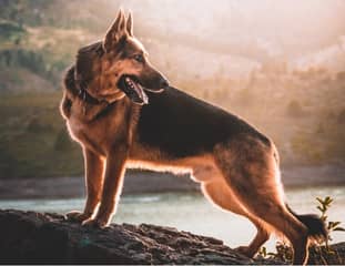 Un chien de race Berger Allemand debout sur un rocher au coucher du soleil