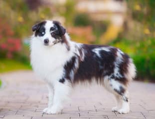 Un chien de race Berger Américain Miniature debout dans un jardin