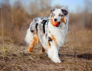 Un chien de race Berger Australien de couleur merle qui joue à la balle