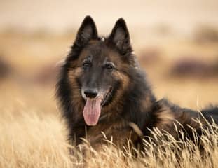 Un chien de race Tervueren couché dans un champ