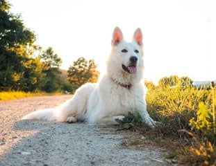 Un chien de race Berger Blanc Suisse couché sur un chemin