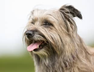 Un chien de race Berger des Pyrénées debout en balade