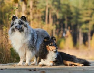 Deux chiens de race Bergers des Shetland sur un pont