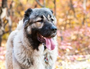 Un chien de race Berger du Caucase en balade