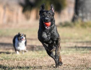 Un chien de race Berger Hollandais qui joue à la balle