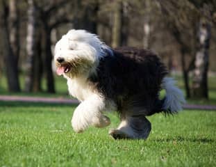 Un chien de race Bobtail qui court dans un parc